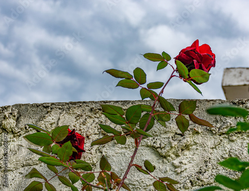 rosa vermelha natural