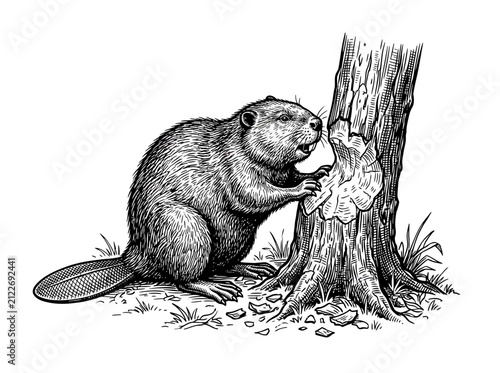 Принти на полотні Beaver gnawing on tree trunk, isolated illustration