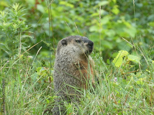 Konstfotografi Groundhog Standing Alert Among Green Grass and Wild Vegetation