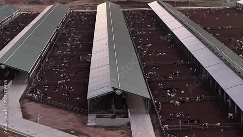 Modern Dairy Farm: Herds Resting in an Arid Rural Landscape