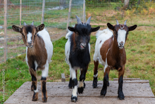 Canvastavla Brown, black and white domestic goats posing together in a fenced rural farm enclosure during autumn