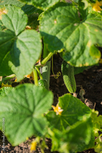 Green cucumbers growing on a vine in the garden. Fresh organic vegetables ripening on a plant in the sunny summer day. Close-up of home-grown cucumber with yellow flowers and green leaves.