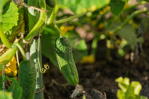Green cucumbers growing on a vine in the garden. Fresh organic vegetables ripening on a plant in the sunny summer day. Close-up of home-grown cucumber with yellow flowers and green leaves.