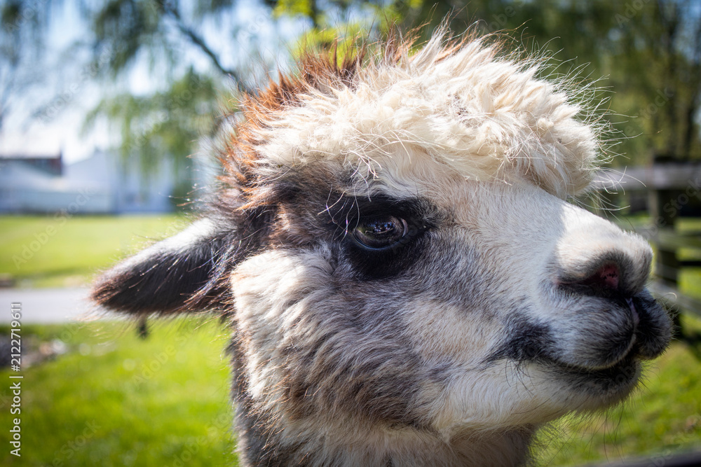 Obraz premium Cute Alpaca