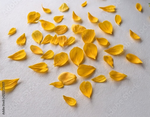 tiny yellow flower petals scattered on a textured white background for design use