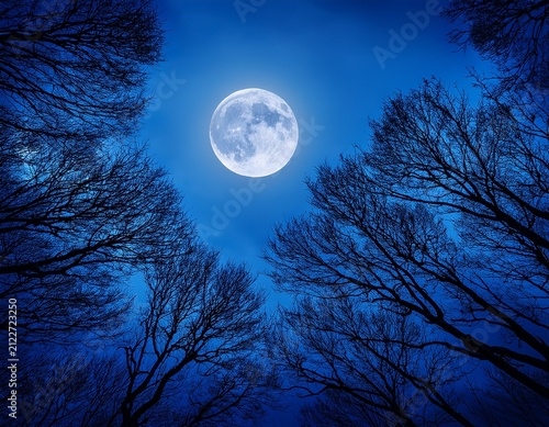 dark night sky with full moon and silhouetted branches against deep blue background