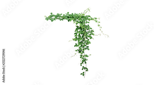 Obraz na płótnie Single trailing ivy vine branch with green leaves isolated on white background c