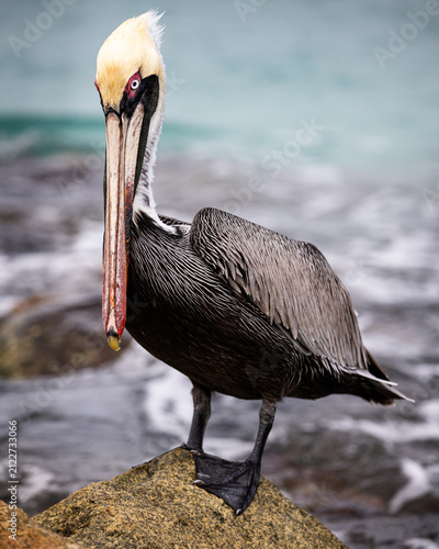 Photography Brown pelican standing on coastal rock with soft ocean background