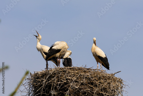 White Storks in Large Stick Nest Against Clear Blue Sky, One Bill-Clattering