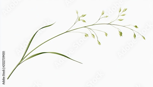 Delicate Botanical Illustration of a Single Grass Seed Head.