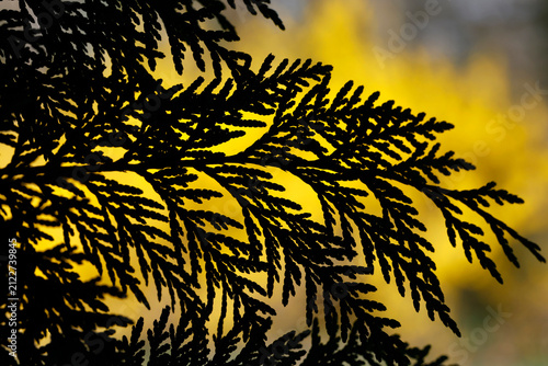 Canvastavla A branch of thuja casts an elegant silhouette of black lace against a bright yellow spring backdrop