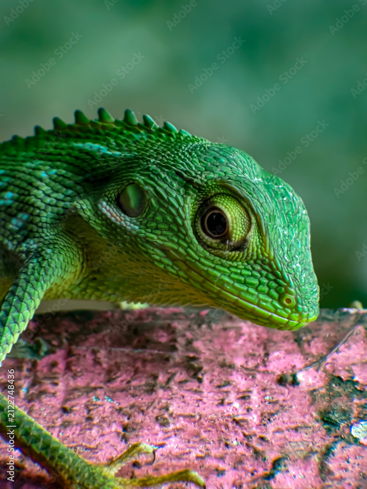 Obraz premium Dragon lizard Bronchocela jubata blending perfectly into green rainforest foliage