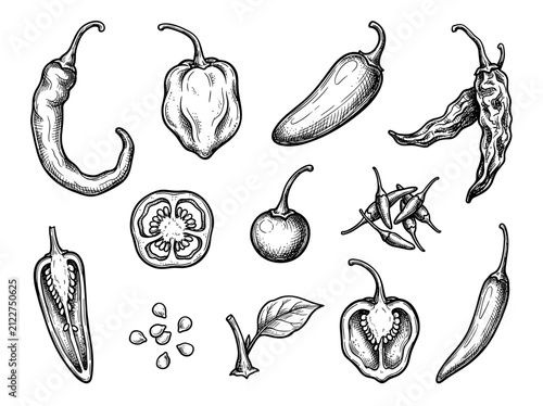 Set of hand drawn ink sketch of chili pepper variety, seed and botanical element, isolated on white background