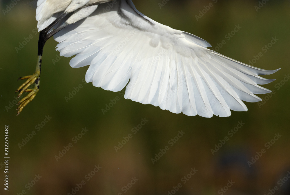 Obraz premium Closeup of a wing of Western reef heron landing at Sanad mangrove, Bahrain