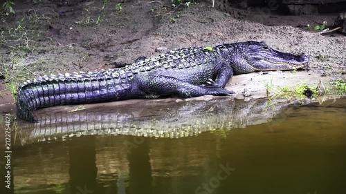 Large american alligator resting on a muddy riverbank next to murky water. Dangerous reptile basking in its natural habitat in a swamp