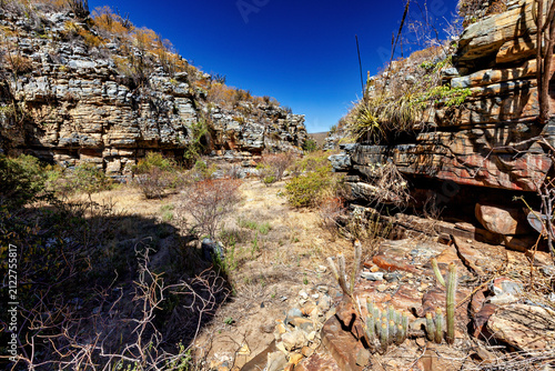 фотографія The thorny scrub savannah in the Caatinga region of the Brazilian states of Pern