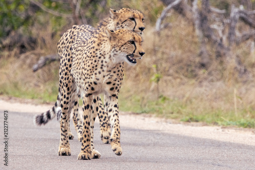 Two cheetahs walking together along a road, Kruger National Park