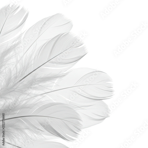 feather on white background