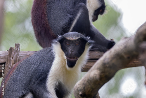 Photography A Diana Monkey at a local zoo