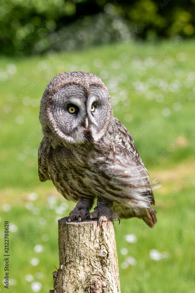 Fototapeta premium A great grey owl at a local zoo