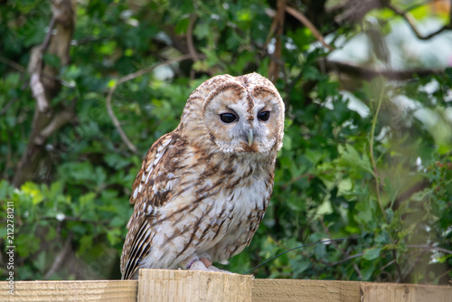 Obraz na plátne A tawny owl at a local zoo