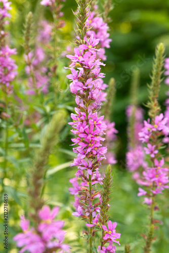 Purple loosestrife flowering spike in summer