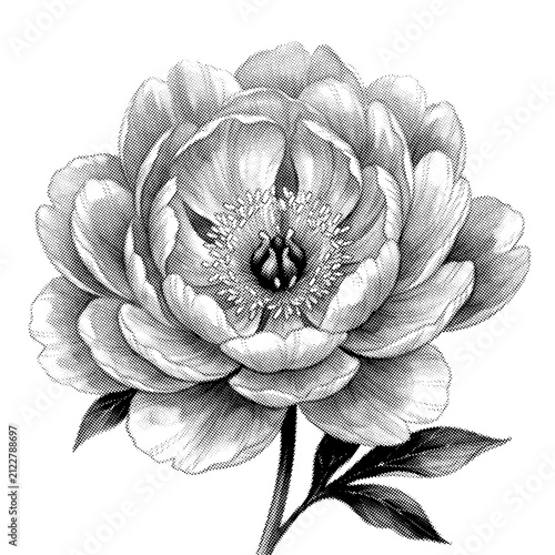 Detailed single peony flower vintage engraving style illustration as transparent object
