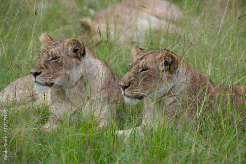 Canvas Print lioness and cubs