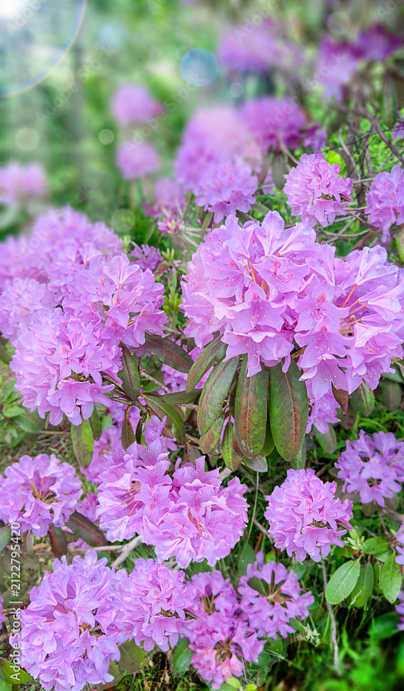 Obraz premium Rhododendron ponticum blooming shrub with purple flowers in spring garden landscape