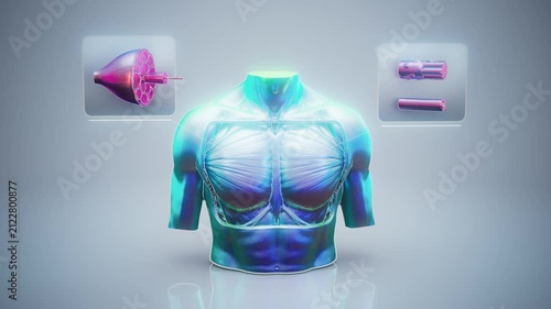 Conceptual 3D animation of pectoral muscle anatomy