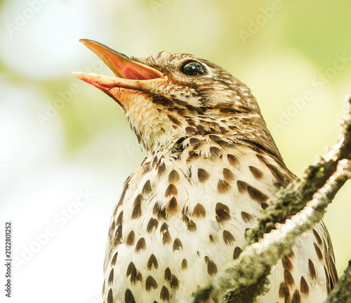 Zwitschernde Singdrossel im Sonnenschein