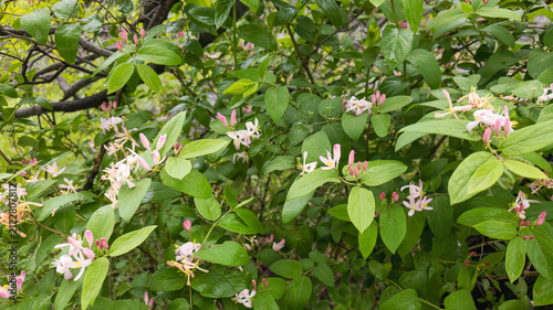 Flowering Tartarian Honeysuckle deciduous shrub during spingtime in Ontario, Canada