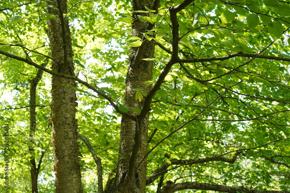 Fototapeta premium Nahaufnahme einer Gelb-Birke (Betula alleghaniensis) mit charakteristischer gelb-brauner Rinde im Sommer