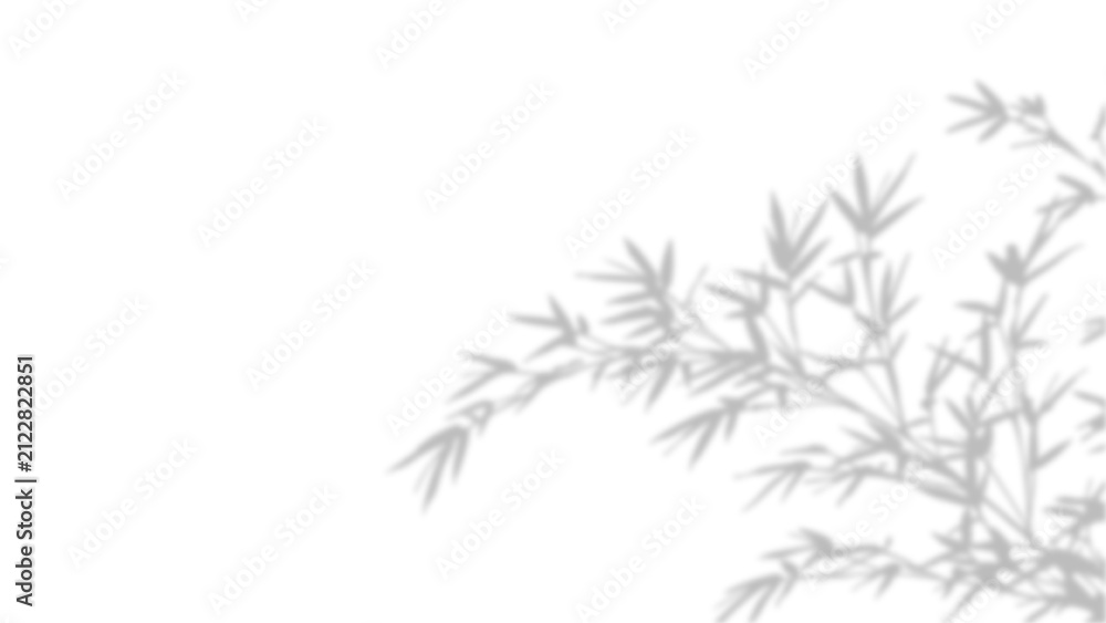 Obraz premium Delicate bamboo branches with soft leaves isolated on plain background