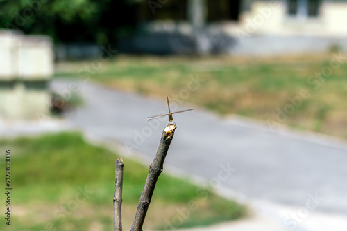 Foto A close-up shot of a Southern darter (Sympetrum meridionale) dragonfly resting on top of a dry broken branch