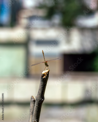 Canvastavla Macro shot of a Southern Darter dragonfly (Sympetrum meridionale) resting on a wooden stick