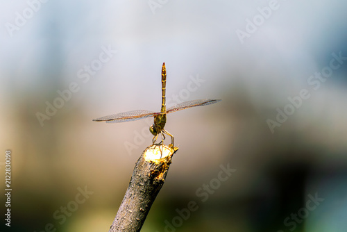 Canvastavla Macro shot of a Southern Darter dragonfly (Sympetrum meridionale) resting on a wooden stick