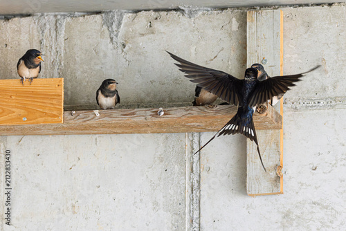 Rauchschwalbe (Hirundo rustica) füttert ihren Jungvogel