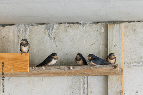 Junge Rauchschwalben (Hirundo rustica) warten auf den Altvogel
