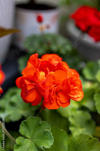 Extreme close-up of a blooming red geranium flower, vivid petals with soft natural light highlighting intricate details