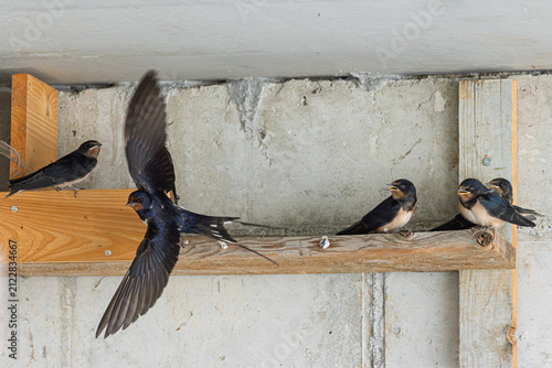 Rauchschwalbe (Hirundo rustica) füttert ihren Jungvogel