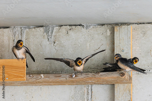 Rauchschwalbe (Hirundo rustica) füttert ihren Jungvogel