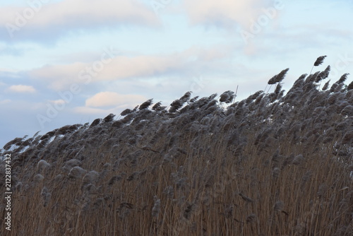 Tall dry reed grass in the evening against sunset cloudy sky