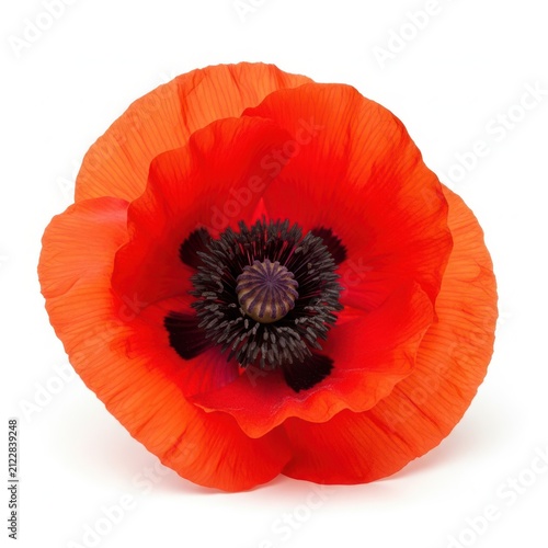Beautiful Bright Red Poppy Flower Blossom with Dark Center Petals