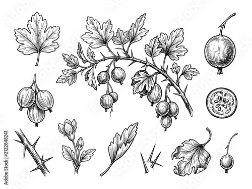 Gooseberry branch with leaf and berry sketch set, isolated on white background, ink illustration