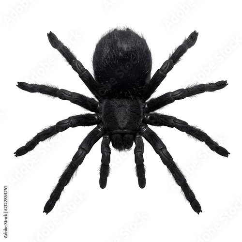 Black tarantula toy, highly detailed with eight hairy legs, is centered on a stark white background, creating a dramatic and isolated visual.