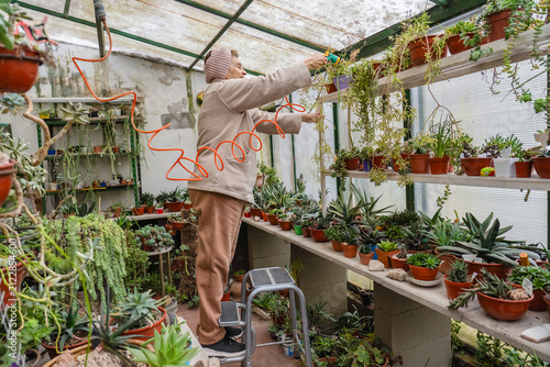 Konstfotografi Senior woman on step stool watering upper shelf succulents with orange hose