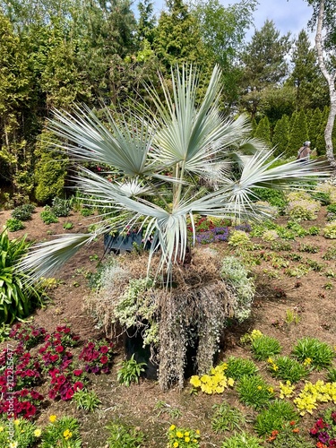 A beautiful small palm tree