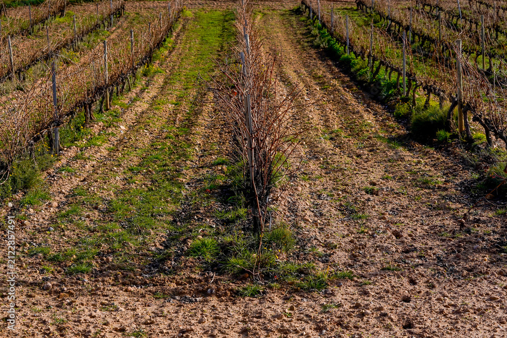 Obraz premium Sustainable viticulture and dormant grapevines in winter under Mediterranean sunlight.