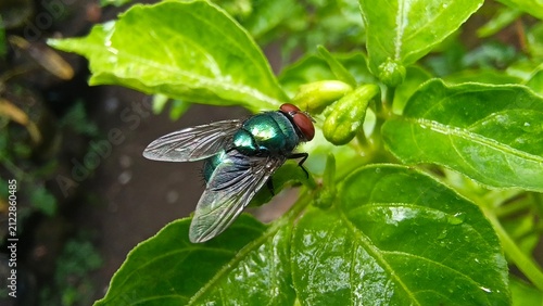Close-up shot of a green bottle fly or blowfly (Lucilia sericata) with shiny metallic body perching on a green leaf.